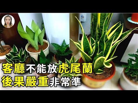 虎尾蘭風水客廳|【虎尾蘭風水】虎尾蘭風水：解厄化煞、招財興運擺放。